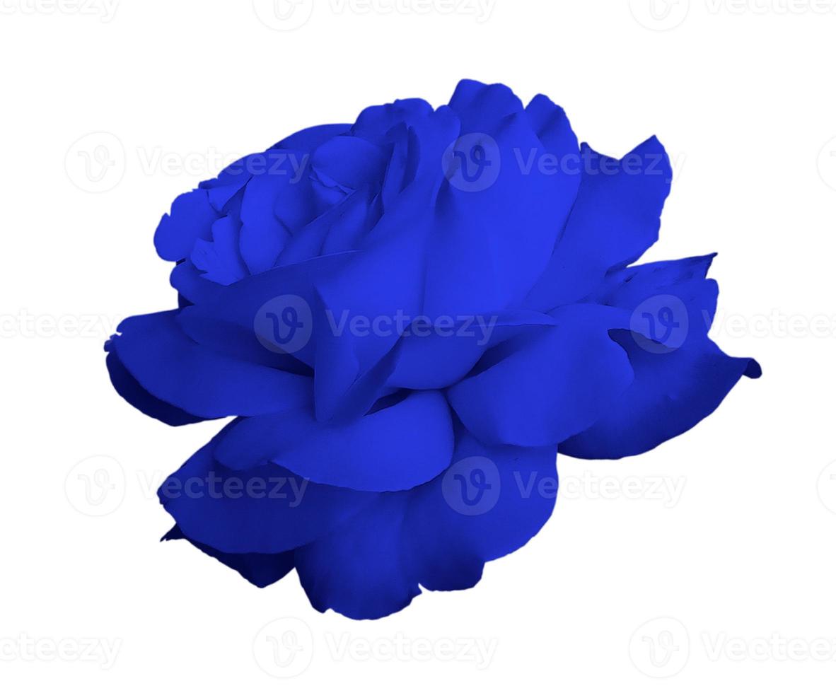 Flower rose close up isolated photo