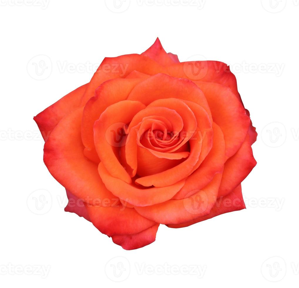 Red rose close up photo