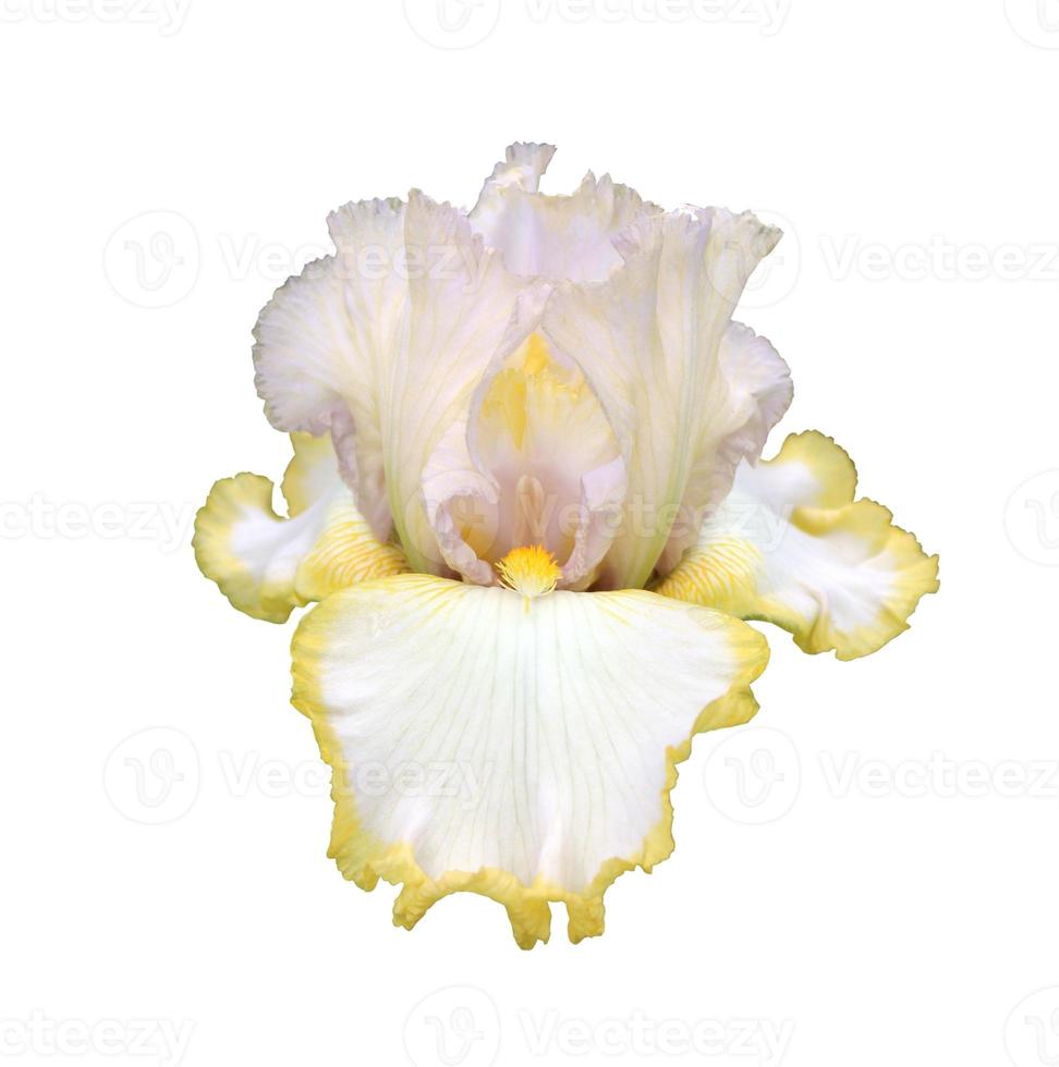 iris close-up, isolated flower on white background photo
