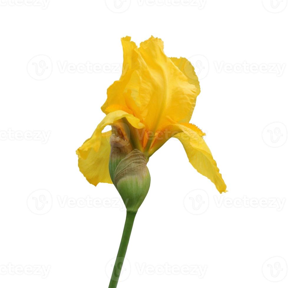 iris flower isolated on white background close-up photo