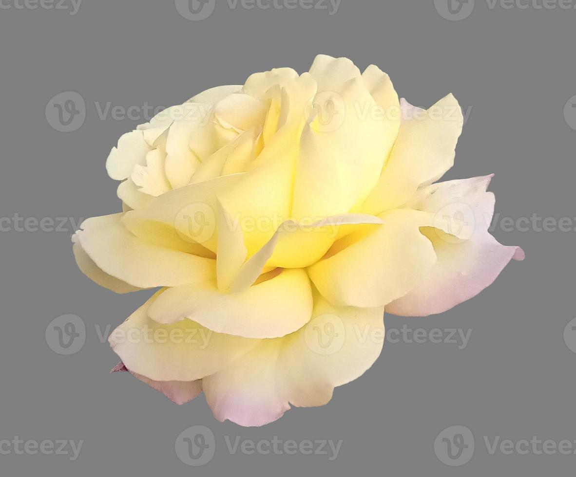 Flower rose close up isolated photo