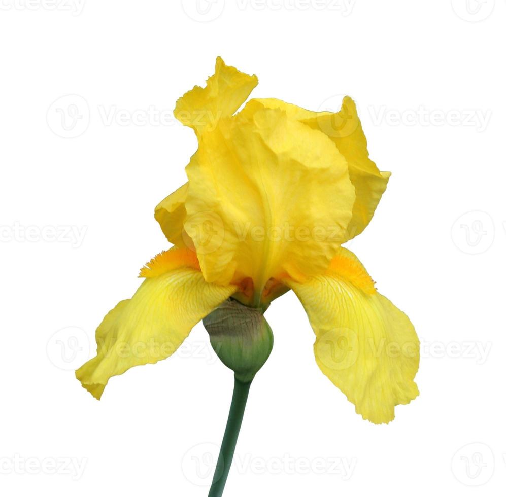 iris flower isolated on white background close-up photo
