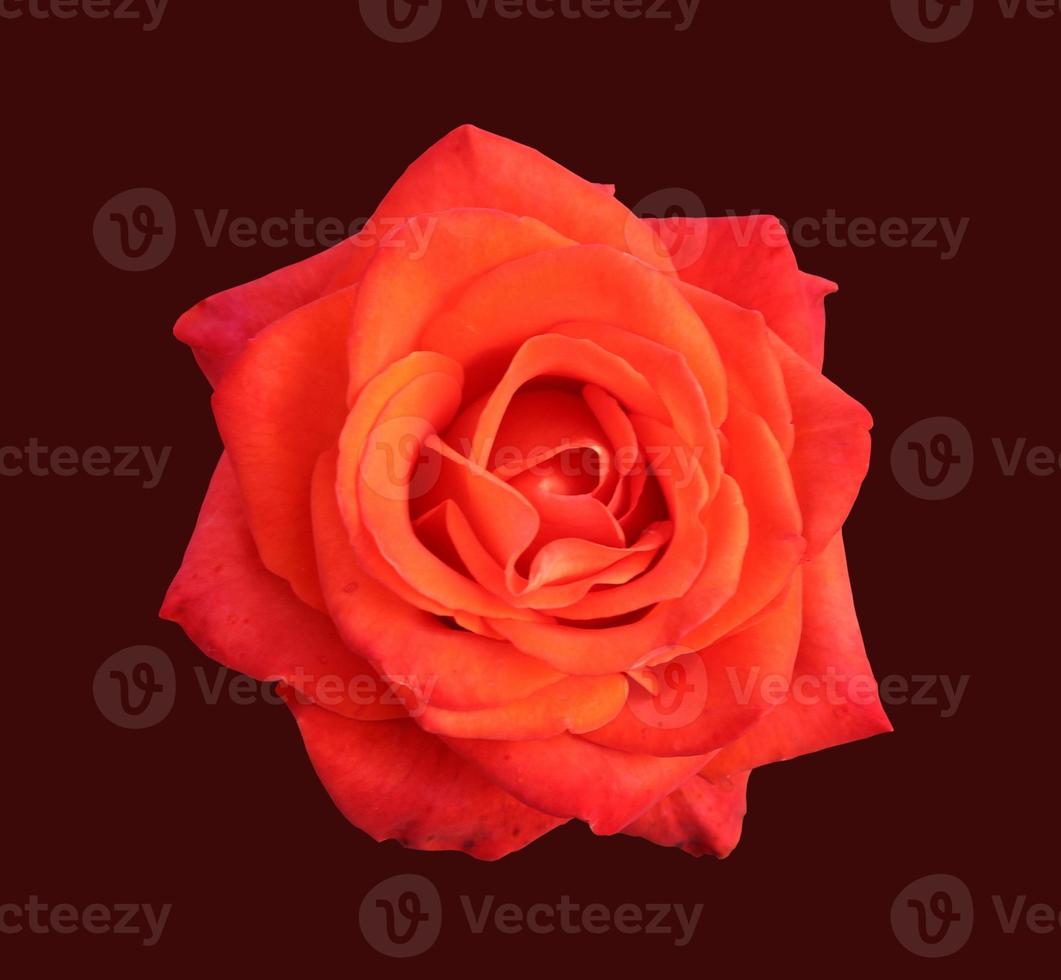 Red rose close up photo