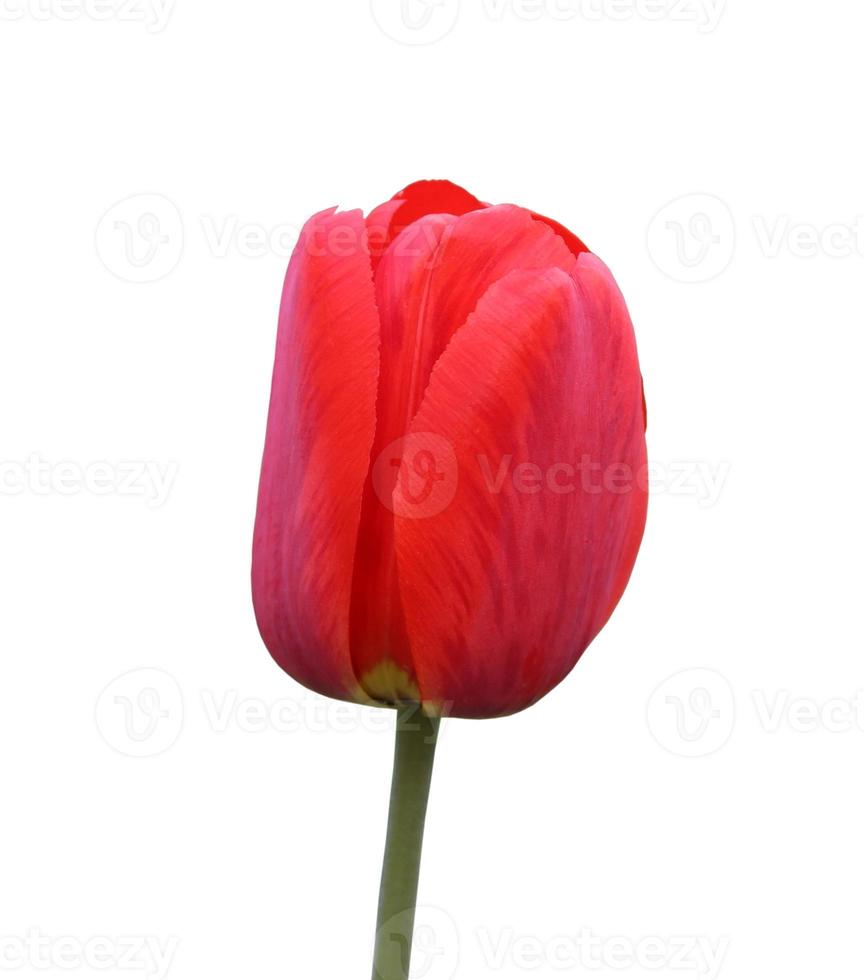 red Tulip isolated on white background photo