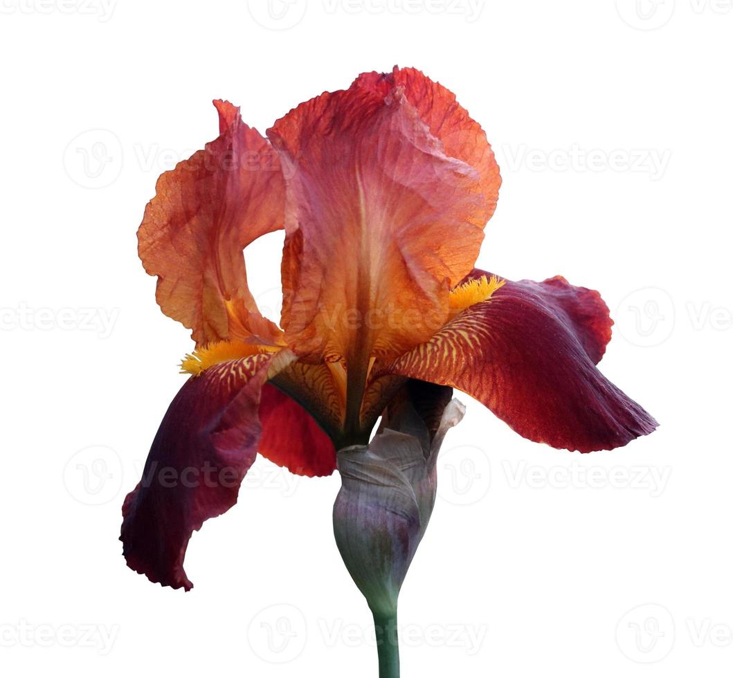 red iris close-up, isolated flower on white background photo