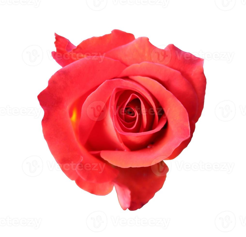 red rose close up photo