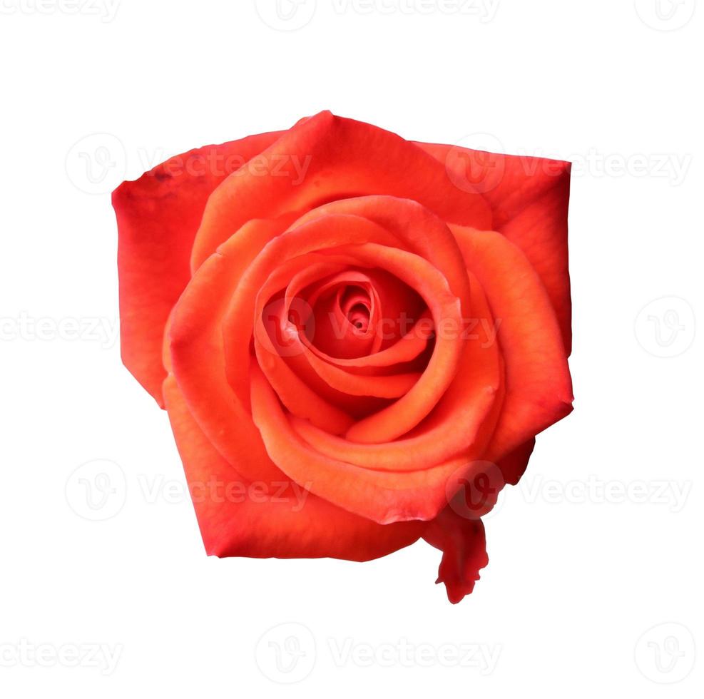 Red rose close up photo