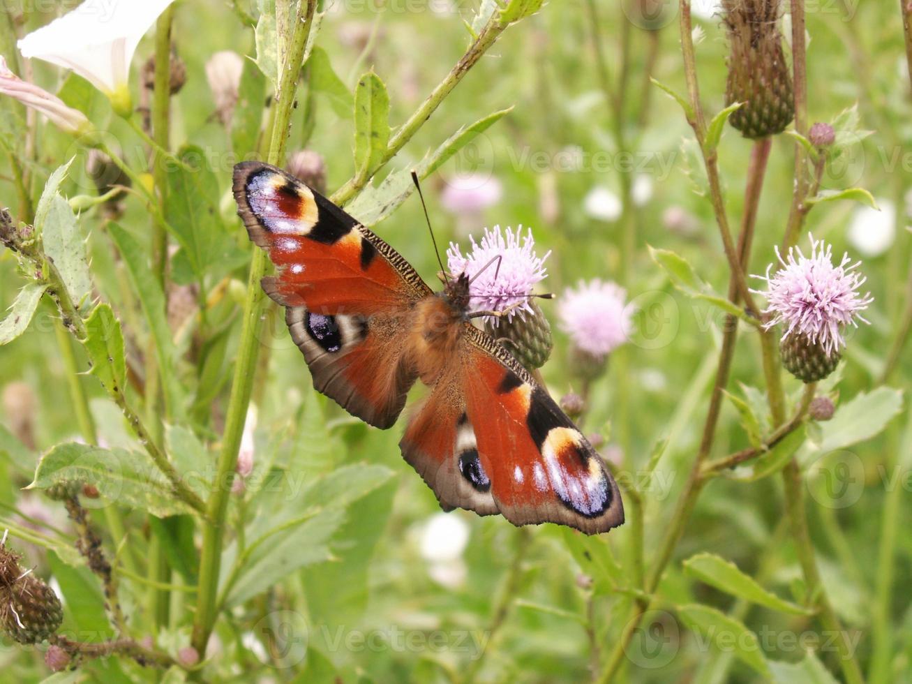 Butterfly close up on green photo