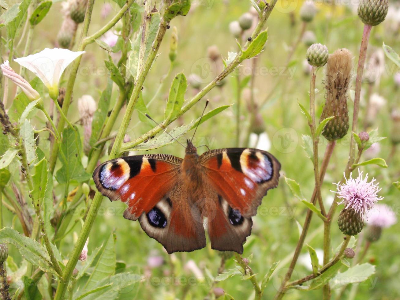 Butterfly close up on green photo