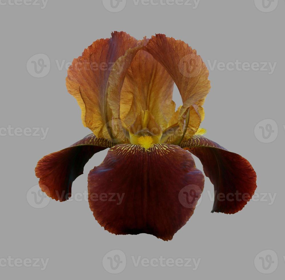iris close-up, isolated flower on grey background photo