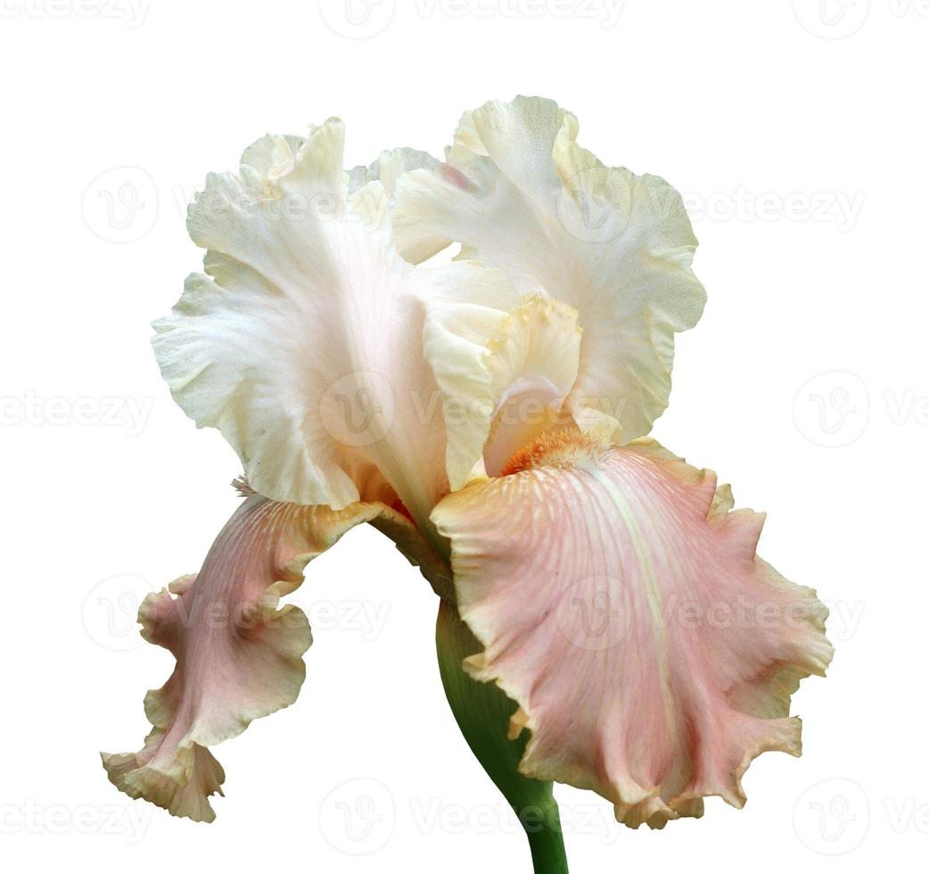 iris close-up, isolated flower on white background photo