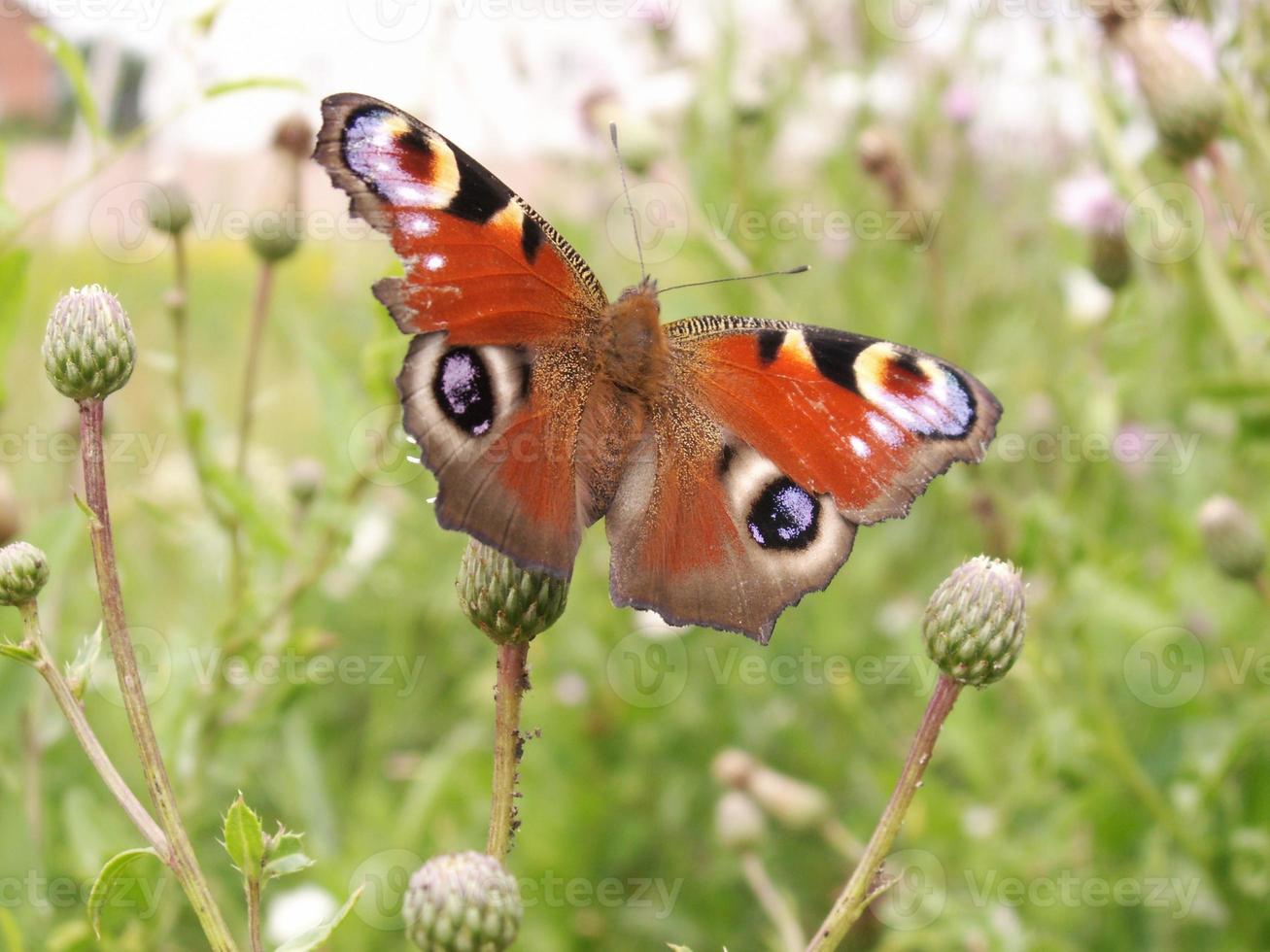 Butterfly close up on green photo