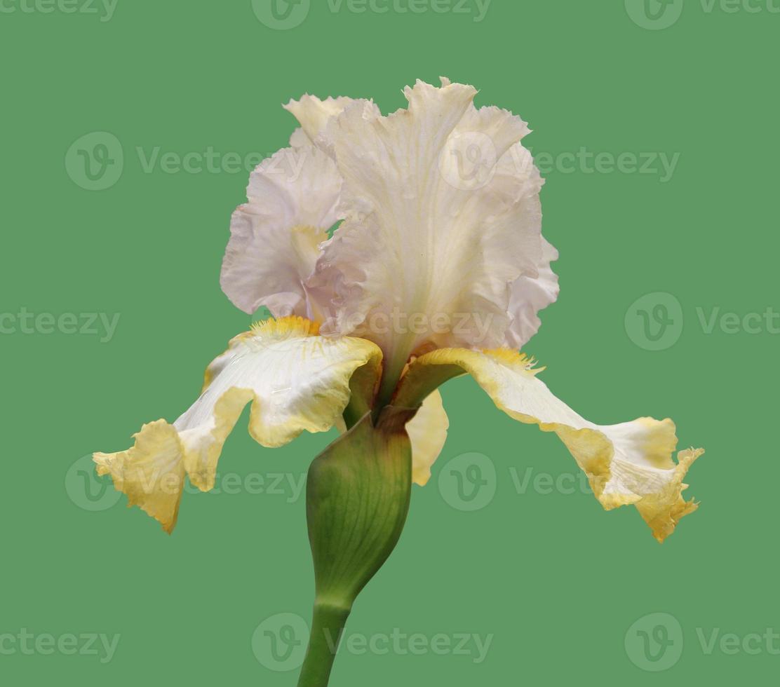 iris close-up, isolated flower on green background photo