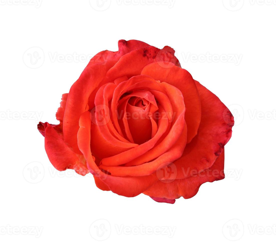 Red rose close up photo