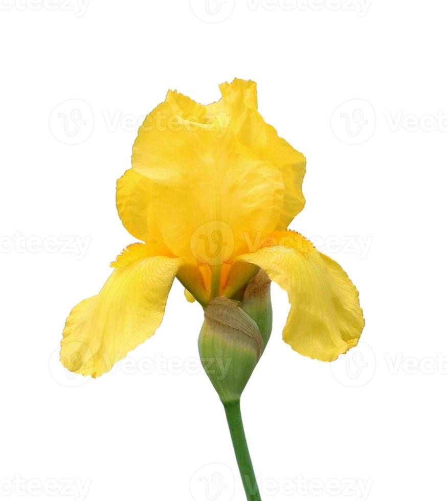 iris flower isolated on white background close-up photo