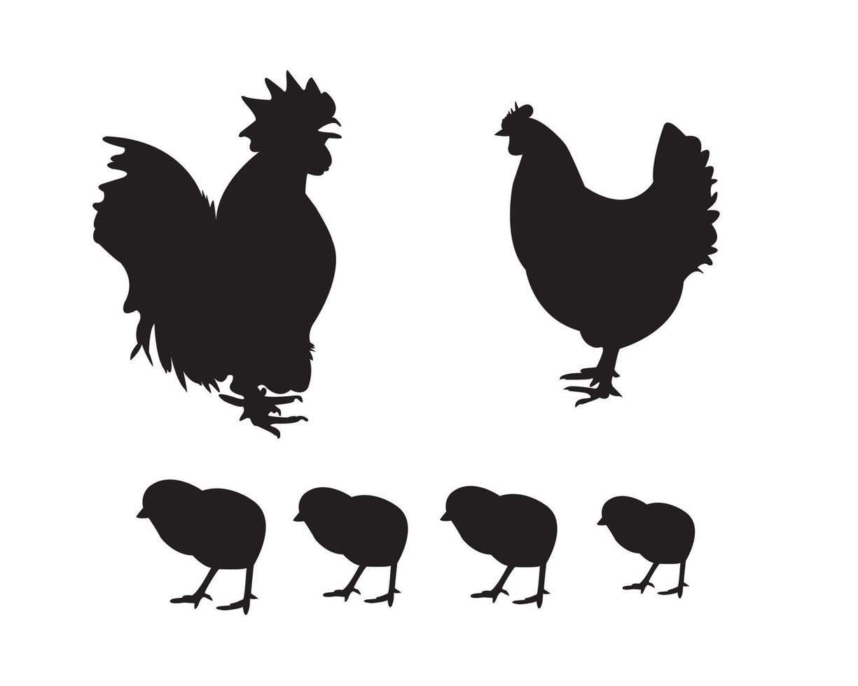 aves de corral pollo y gallo sobre un fondo blanco vector