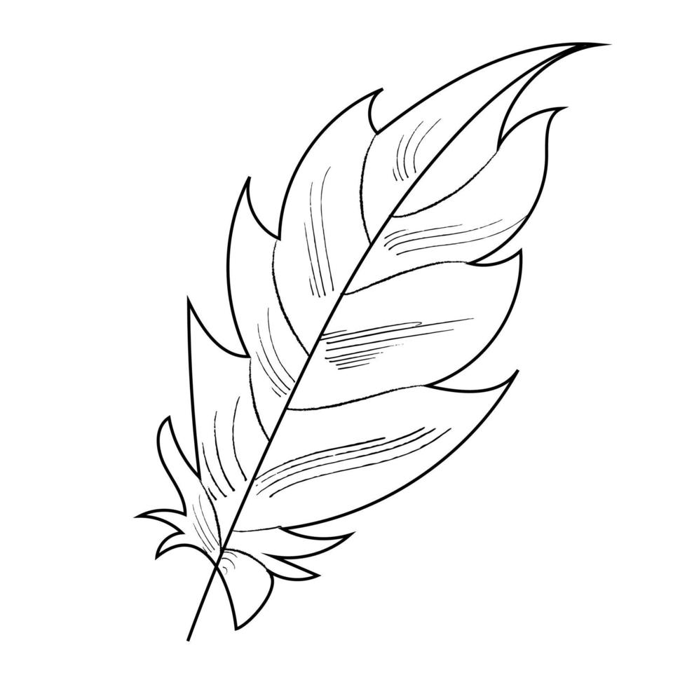 outline bird feather vector