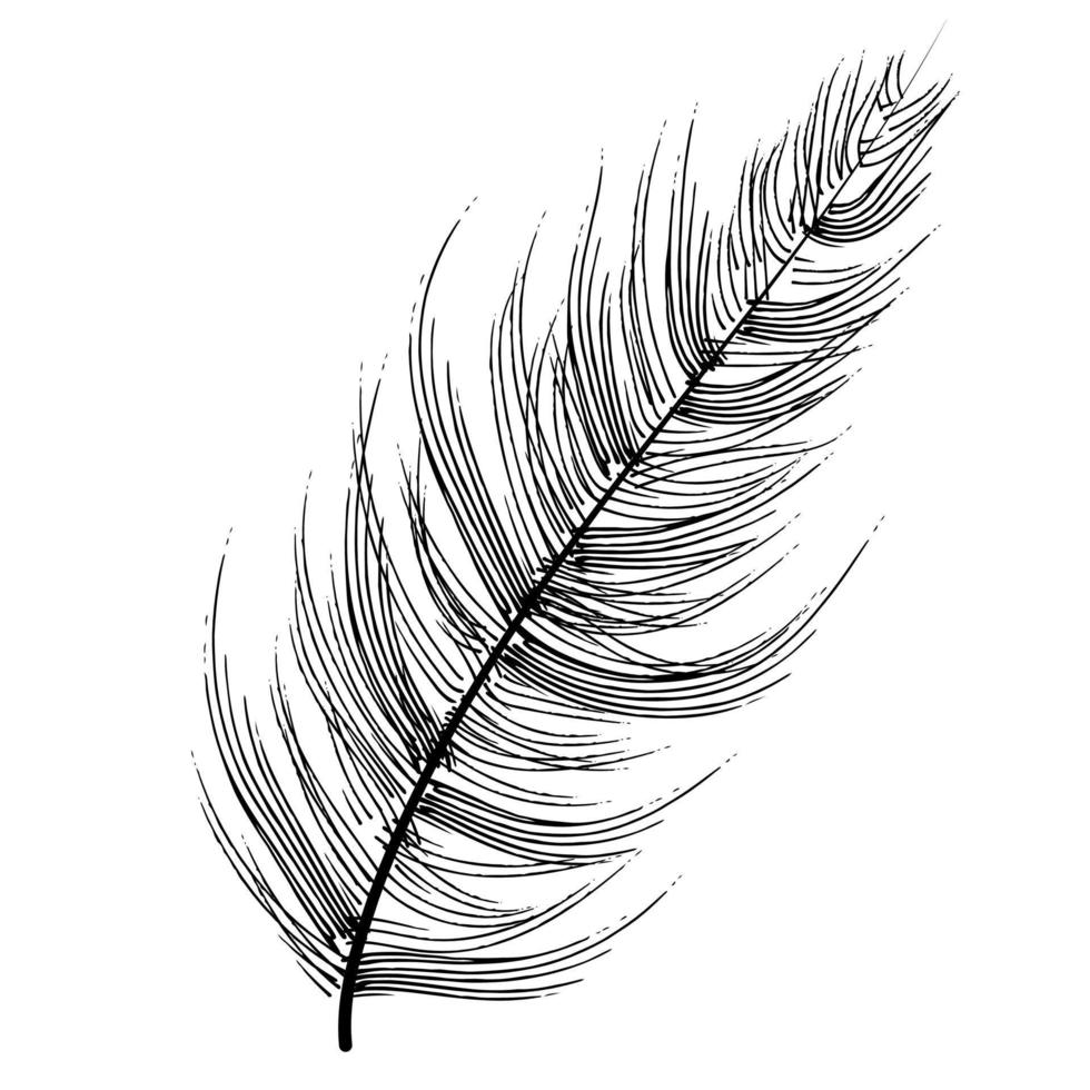 outline bird feather vector