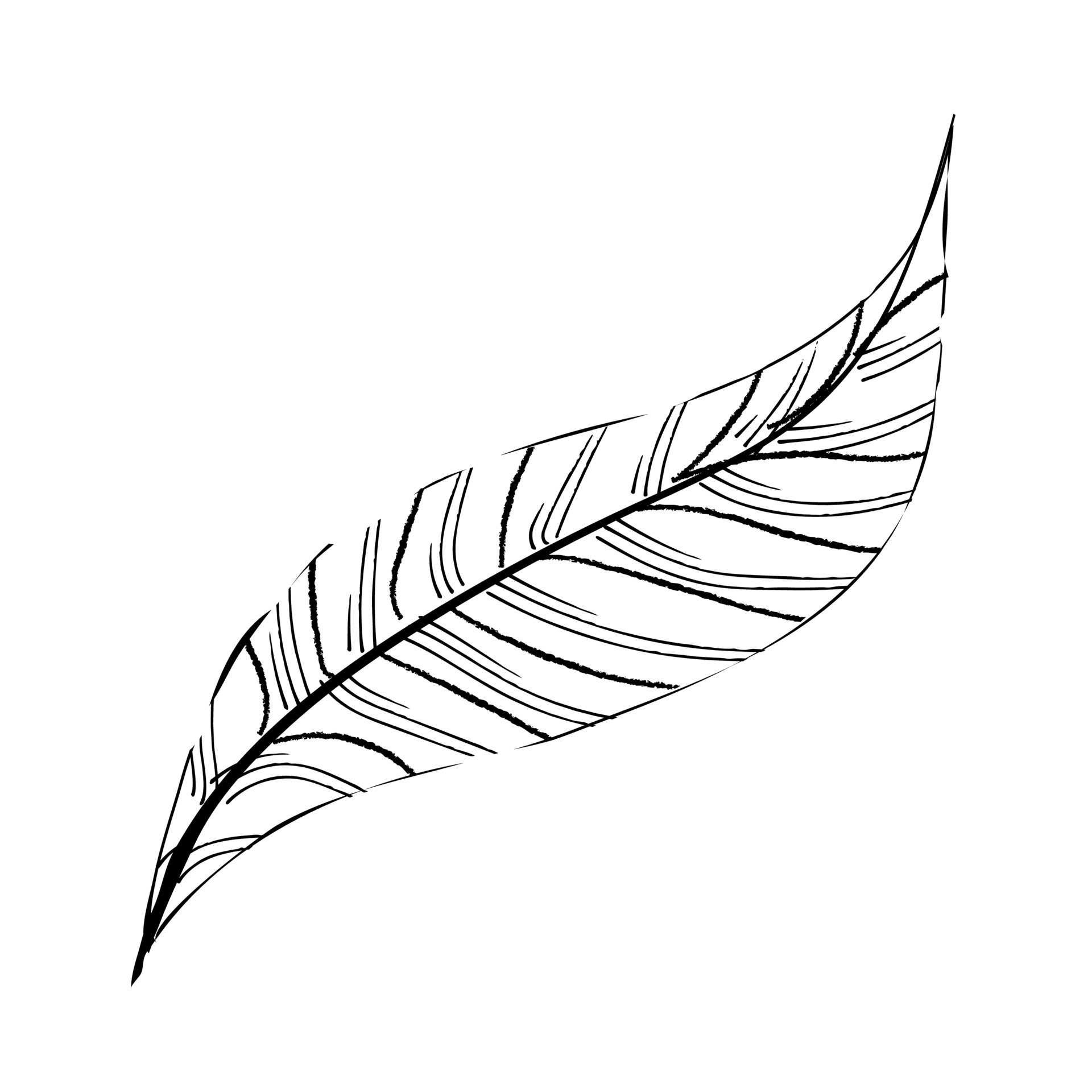 outline-bird-feather-10638877-vector-art-at-vecteezy
