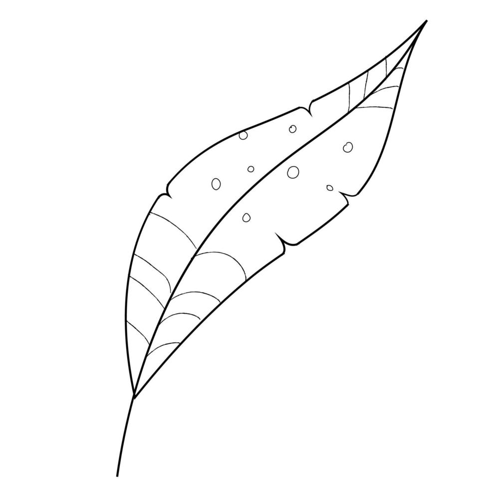 outline bird feather vector