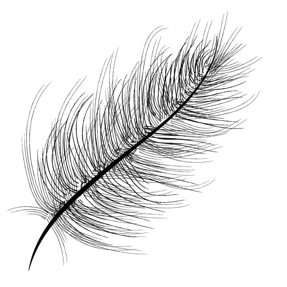 outline bird feather 10638879 Vector Art at Vecteezy