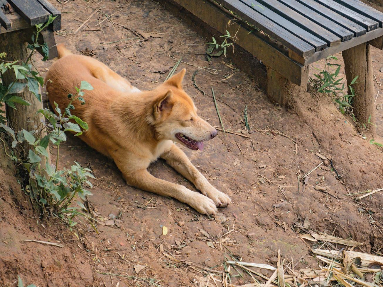 cutie dog guía trekker a la cima de la montaña khao luang en el parque nacional ramkhamhaeng, provincia de sukhothai, tailandia foto