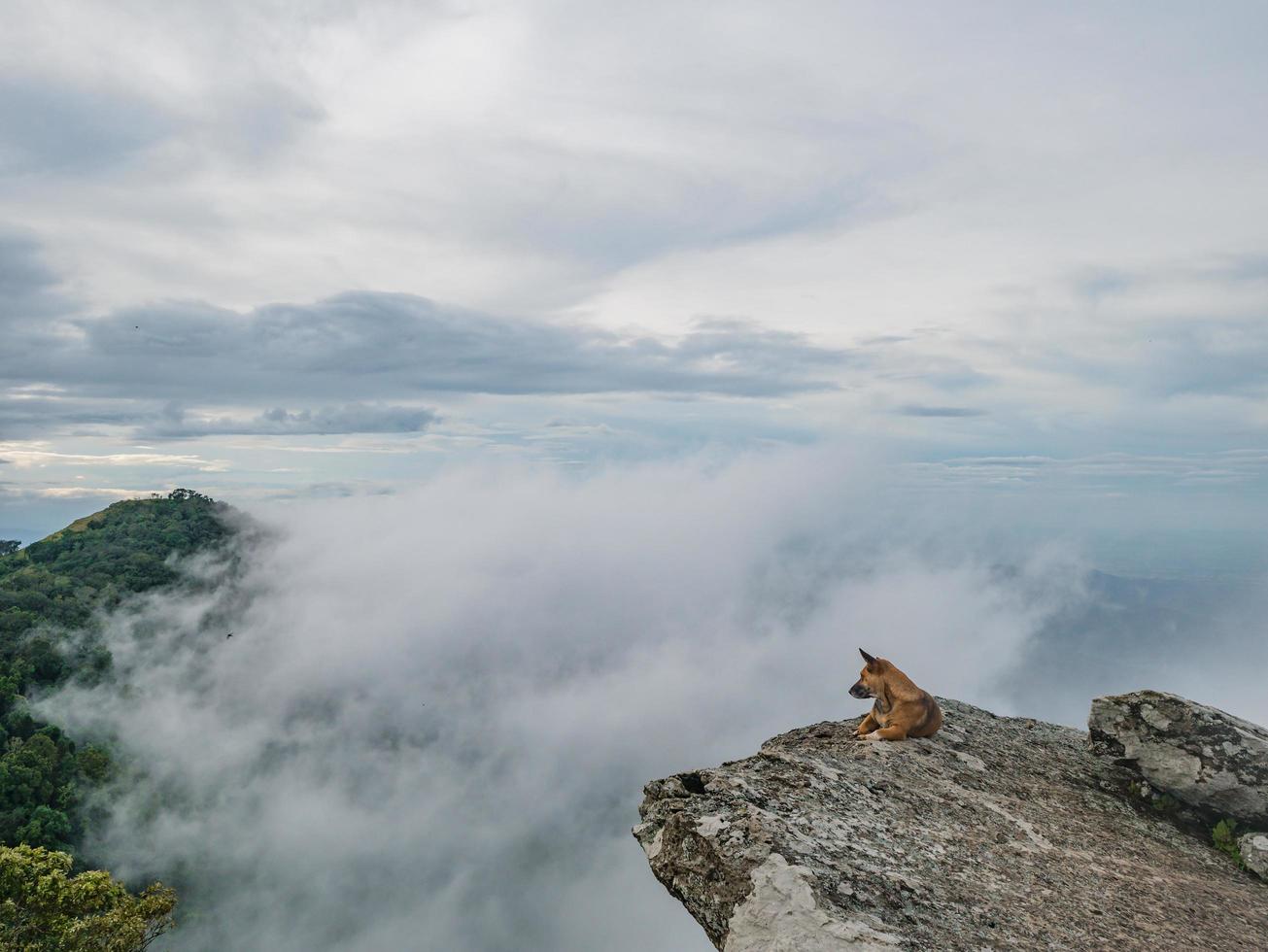 Dog on the rocky cliff with Foggy or mist Between the mountain on Khao Luang mountain in Ramkhamhaeng National Park,Sukhothai province Thailand photo