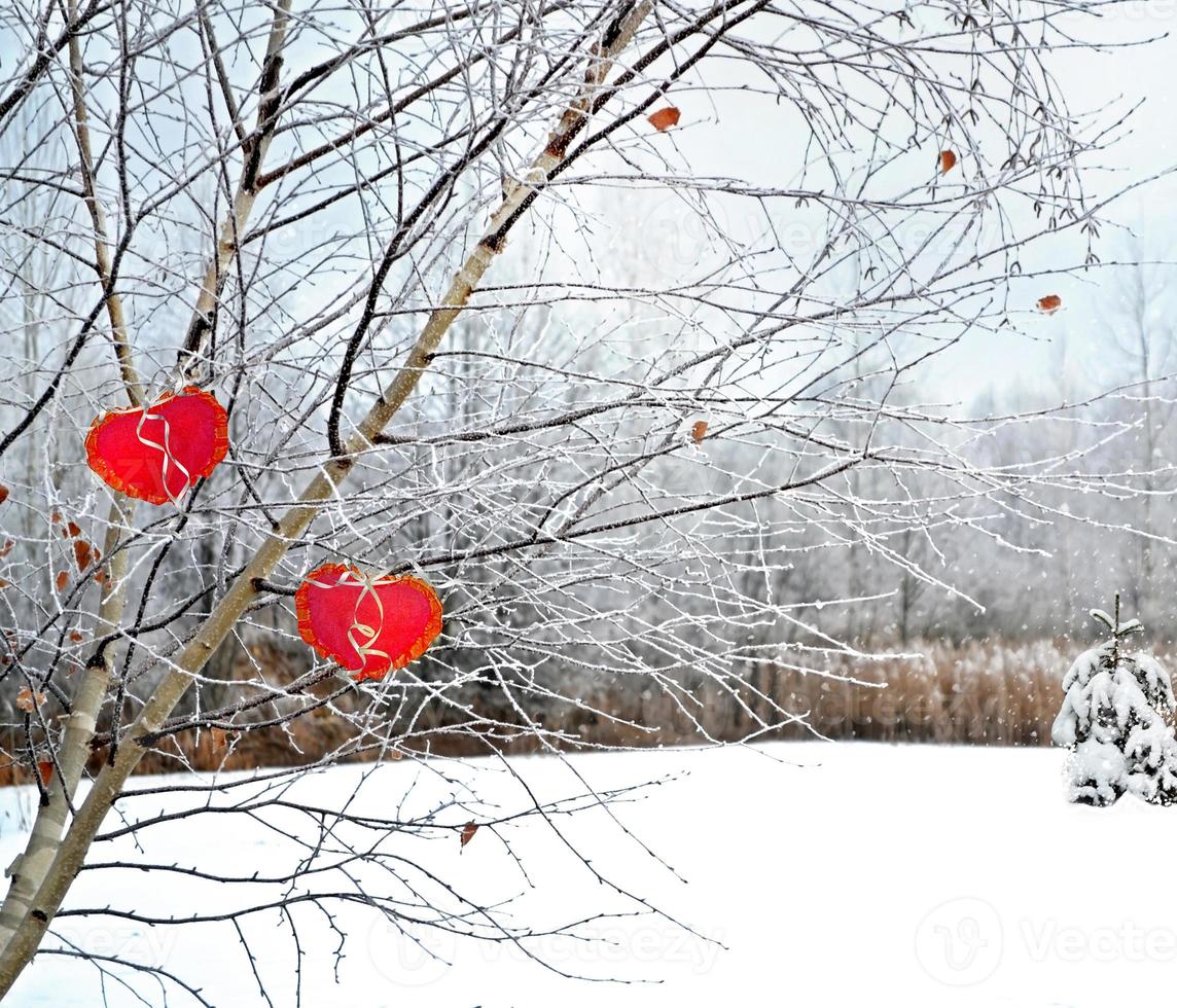 Trees in the snow. Heart. photo