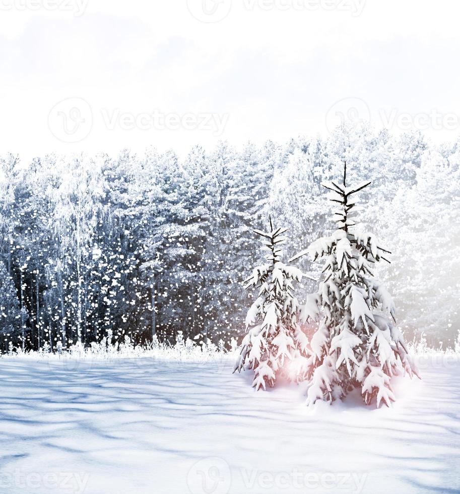 winter forest. Nature. photo