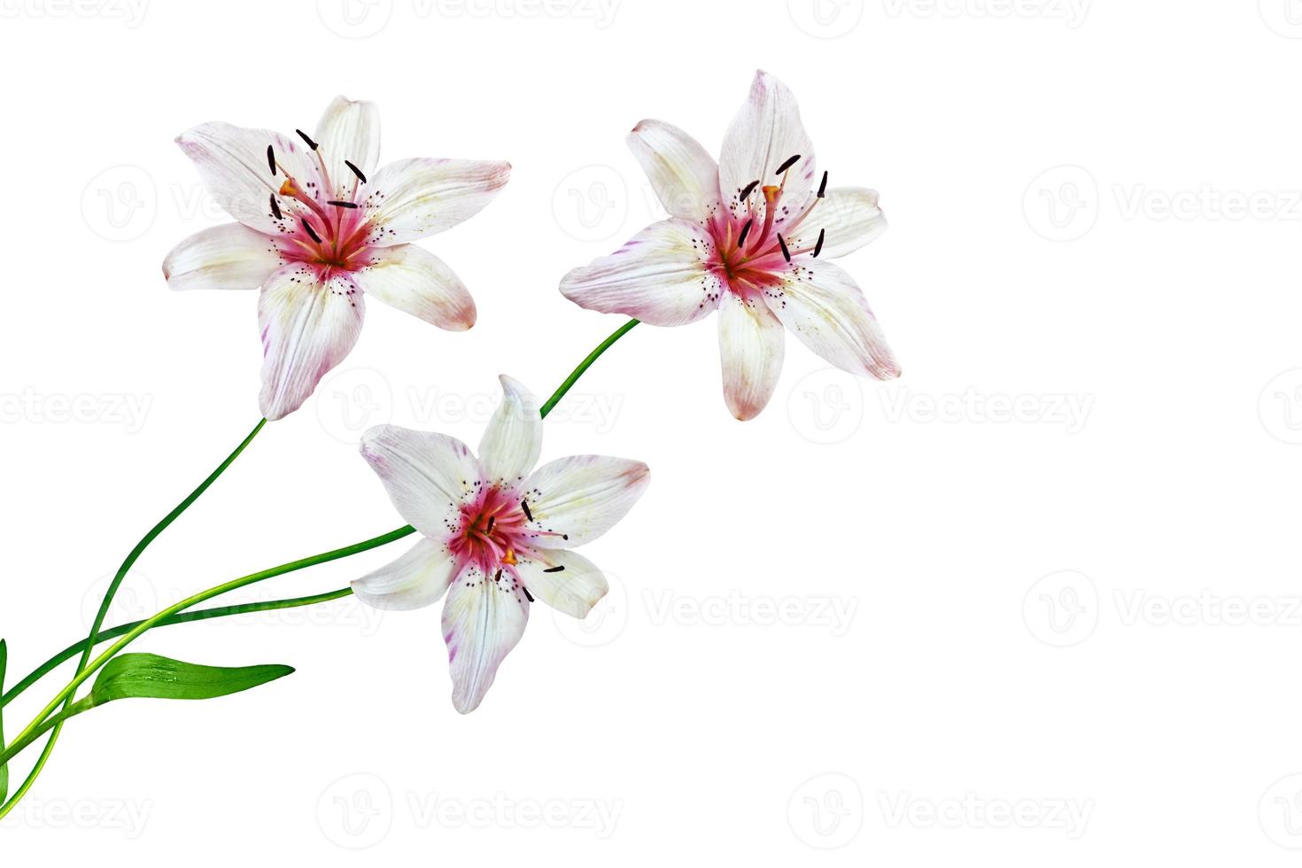 Lily flower on white background photo