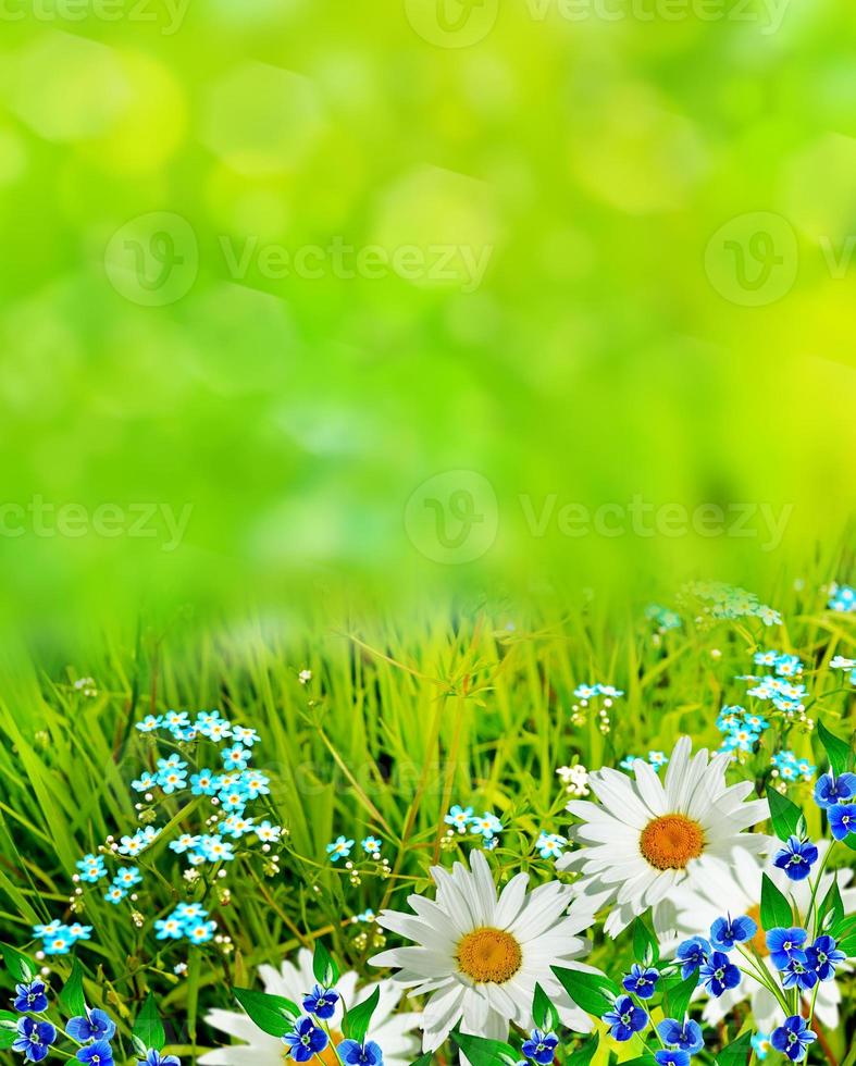 wildflowers daisies. card. photo