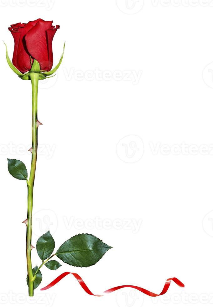 Red roses on white background photo