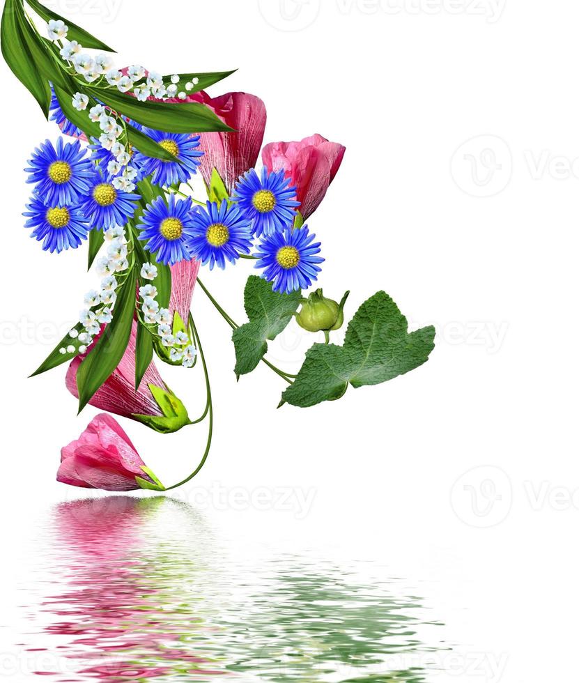 mallow flowers isolated on white background photo