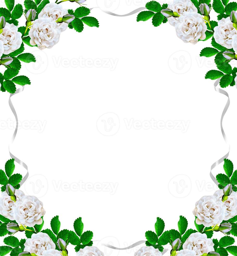 Dog rose  flowers on a white background photo