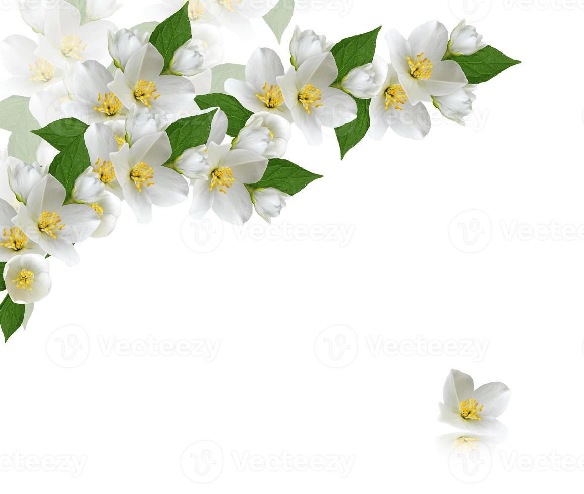flowers jasmine. card. photo