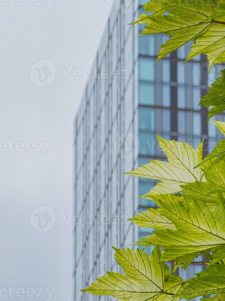 hojas de árboles verdes y rascacielos en el fondo en Castlefield, Manchester, Reino Unido- construcción corporativa y concepto de ecología foto