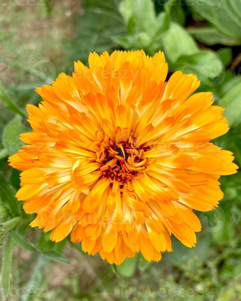 flores de caléndula naranja. flores de caléndula en flor. fondo de flores de caléndula de caléndula orgánica fresca. hierbas medicinales. flores de caléndula de verano. foto