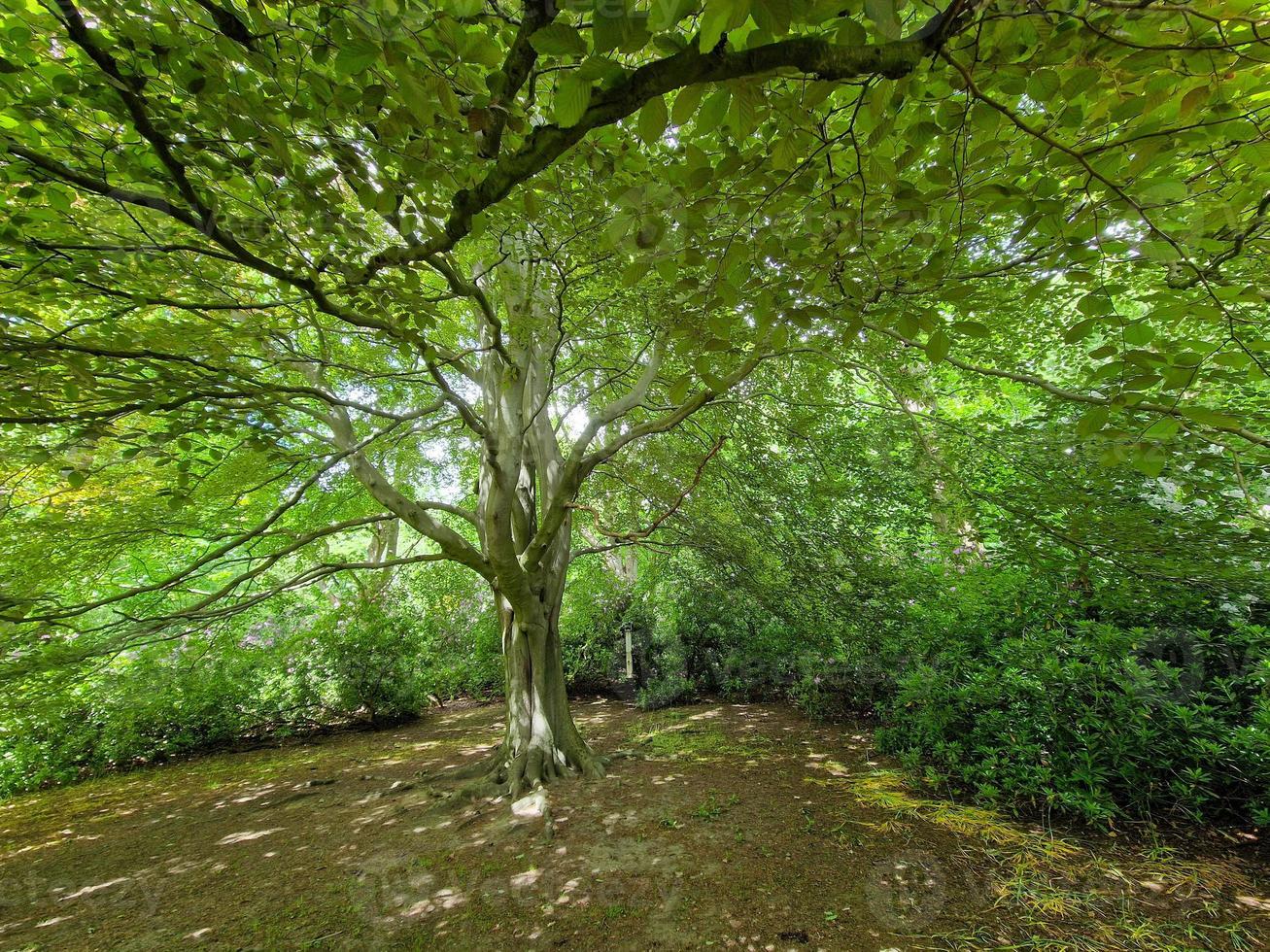 Tronco y dosel de un hermoso árbol durante la primavera en un parque en Inglaterra foto