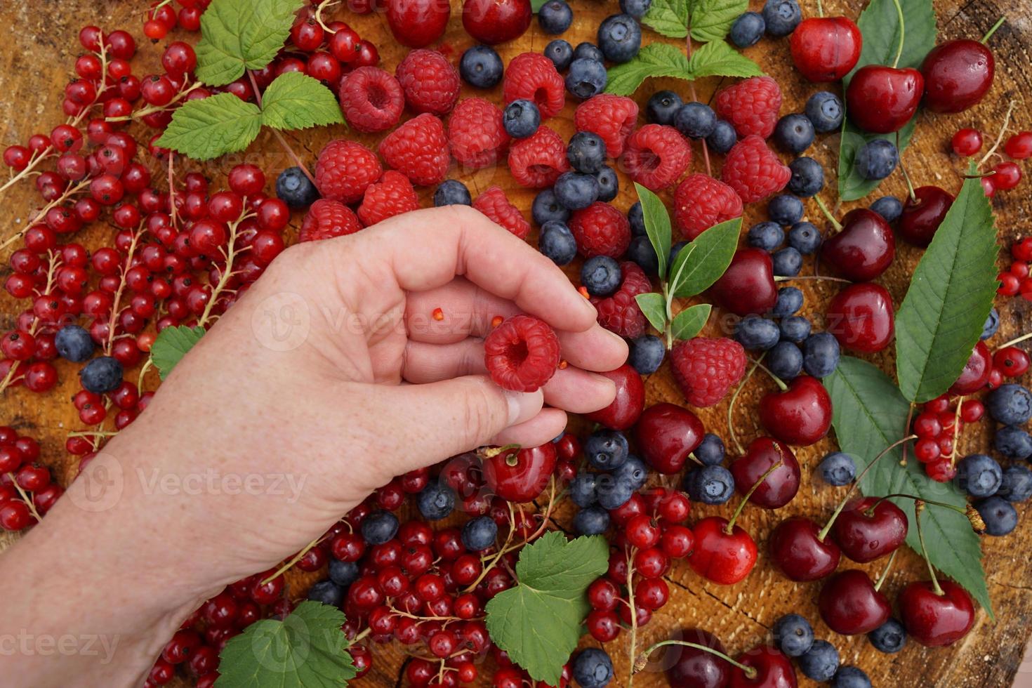 Female Hand With Raspberry. Blueberry, Cherry And Currant On The Tree Trunk In The Garden. Summer Harvest. photo