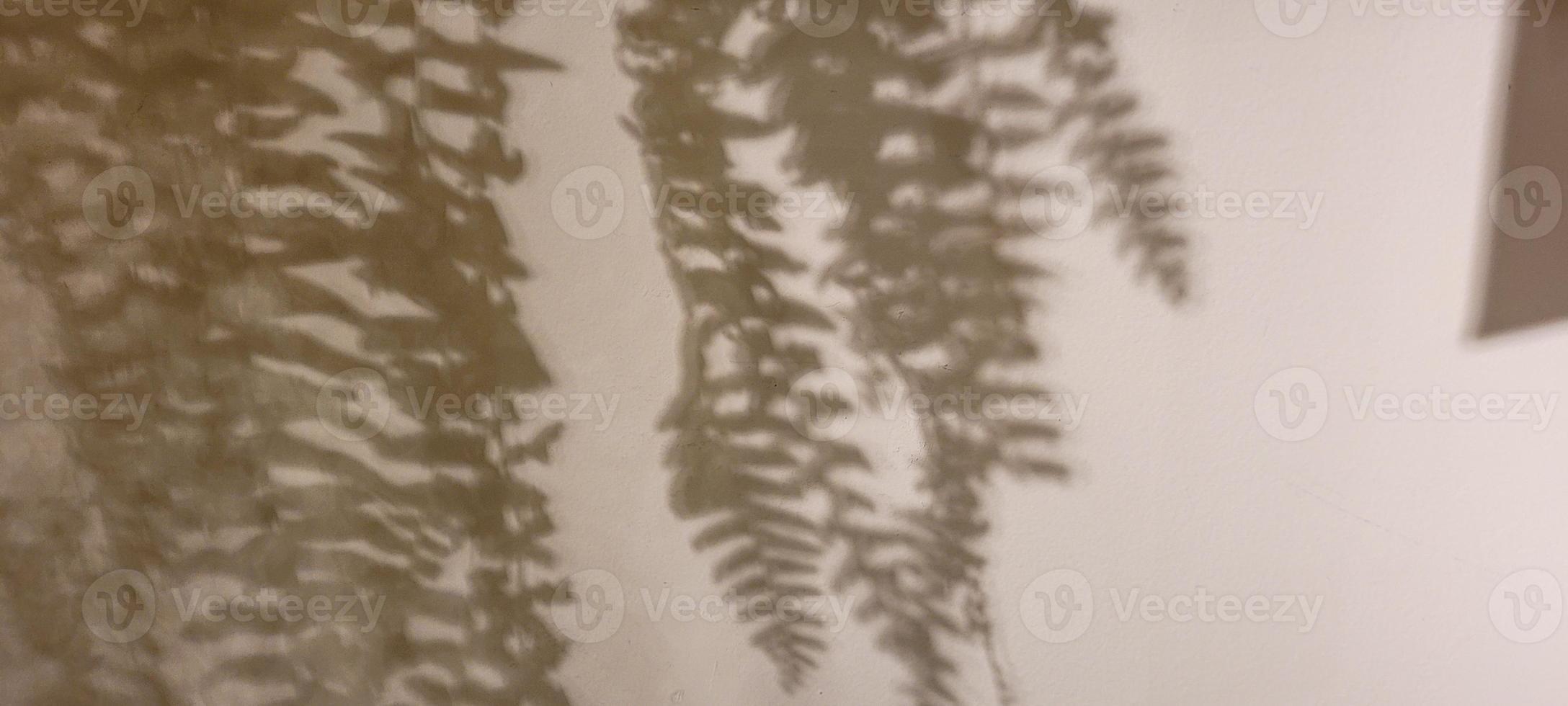 sombra de plantas de helecho con fondo blanco y textura foto