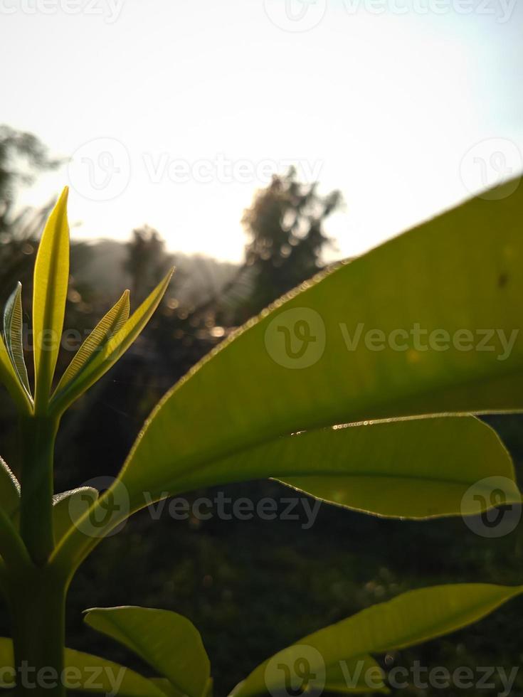vibraciones de la mañana amanecer sobre las hojas de la naturaleza foto