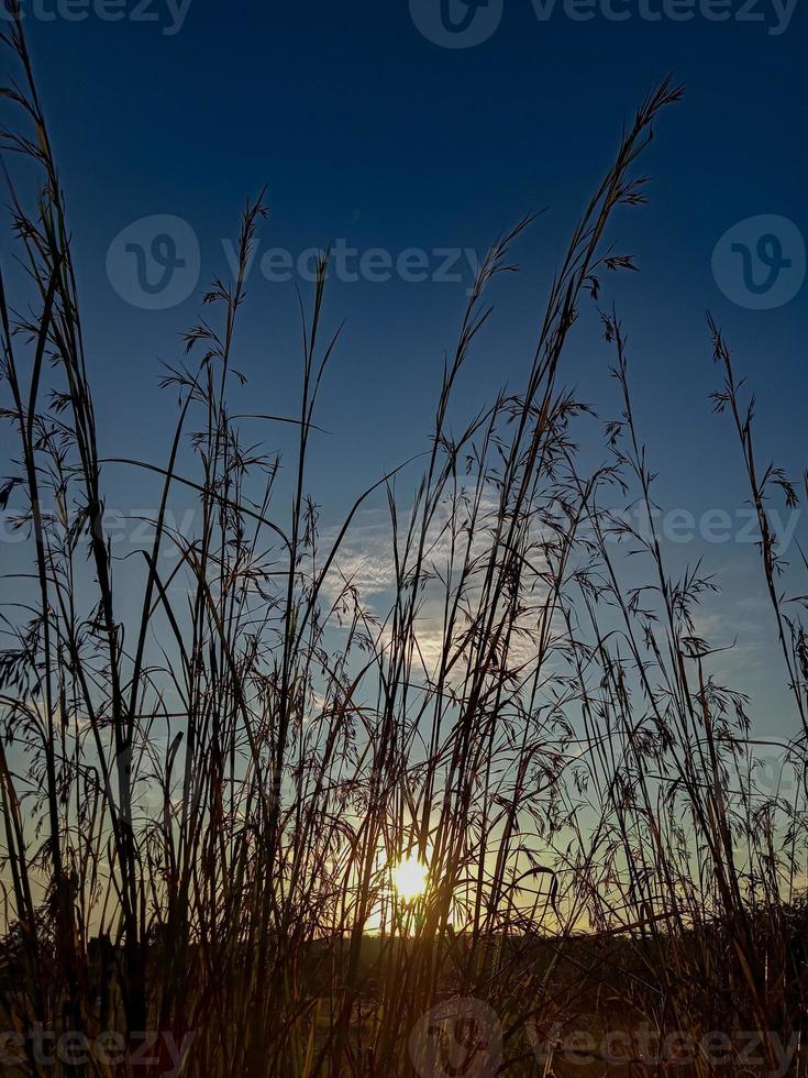 beautiful sunset view on street behind the grass photo