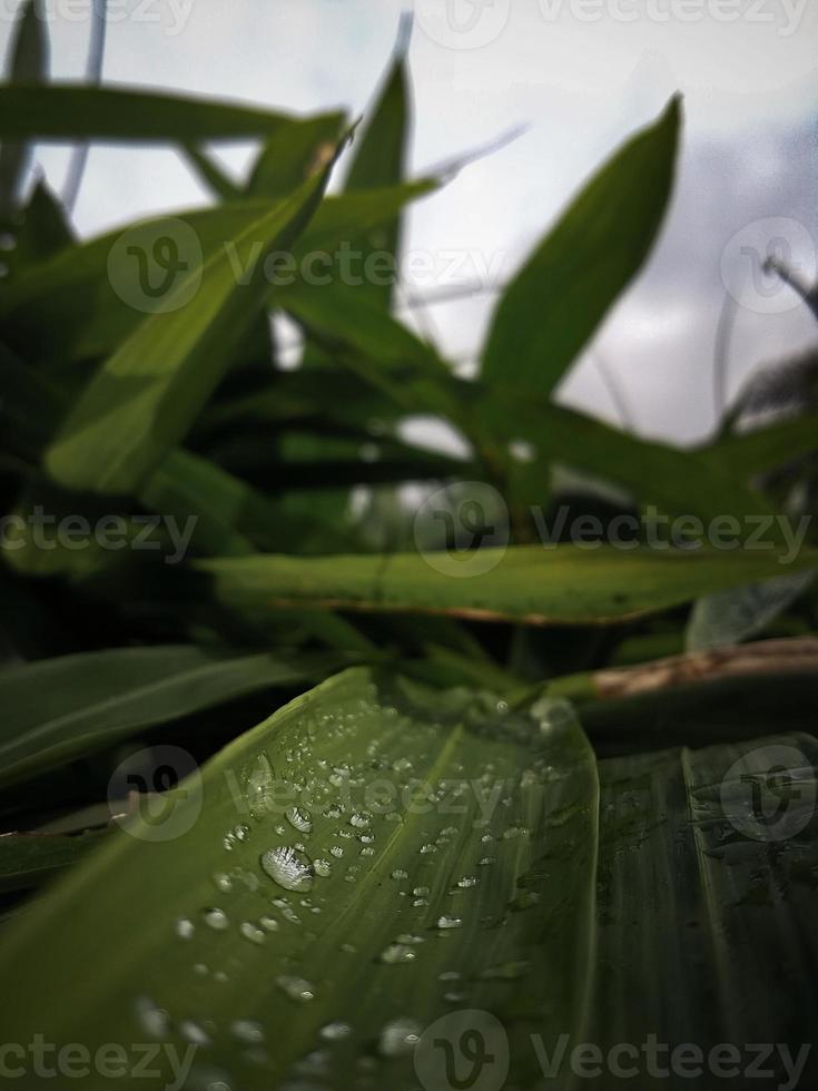 leaves bamboo background fresh in the morning photo