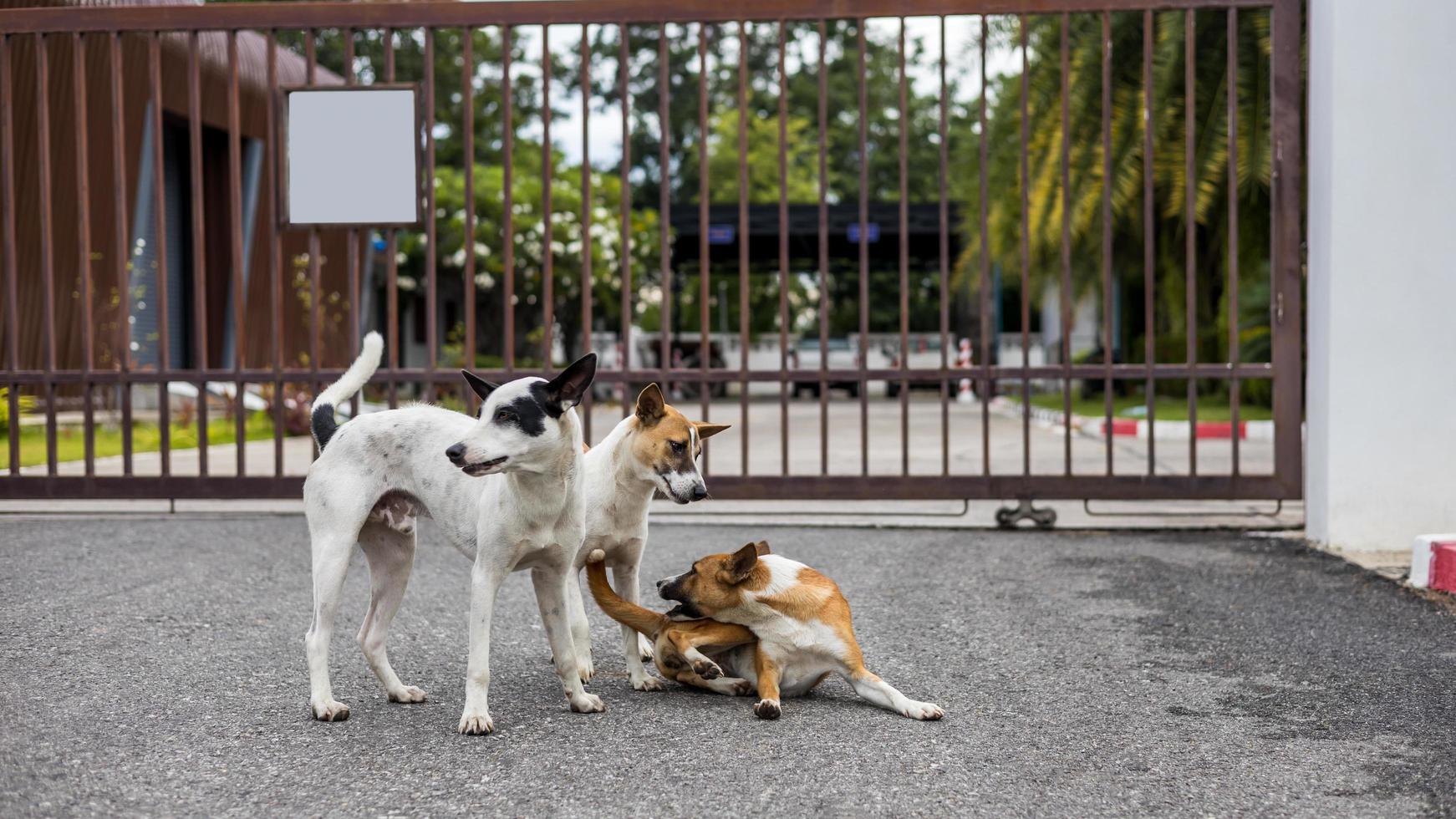 Three brown and white Thai dogs play and bite each other merrily on the roadside. photo