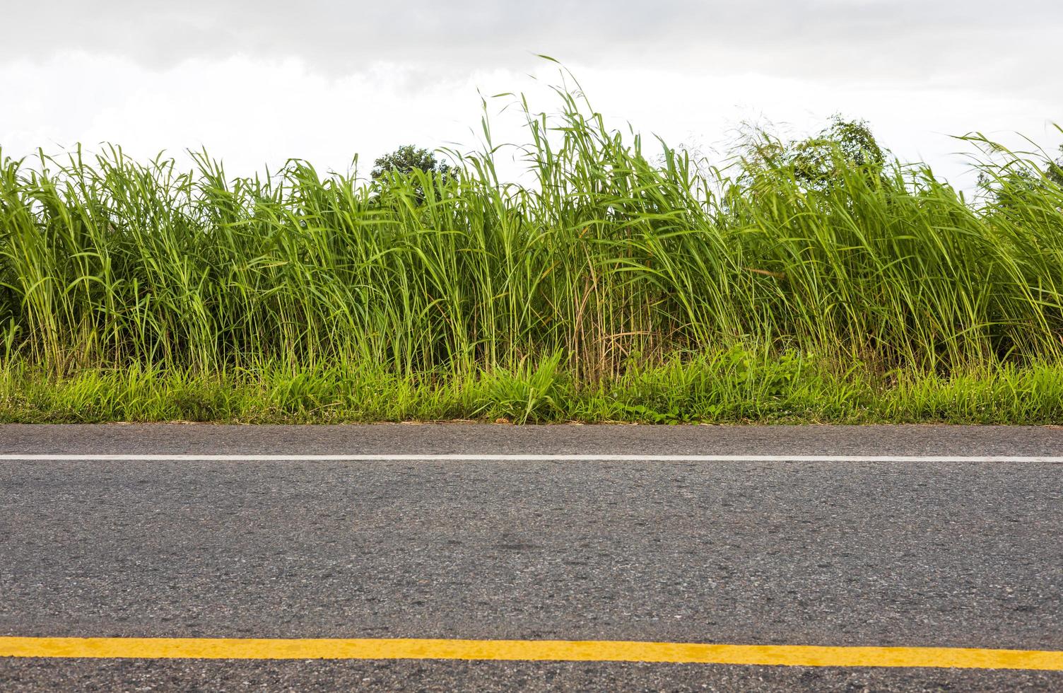 Low angle view of tall weeds blown by the wind beside a paved road. photo