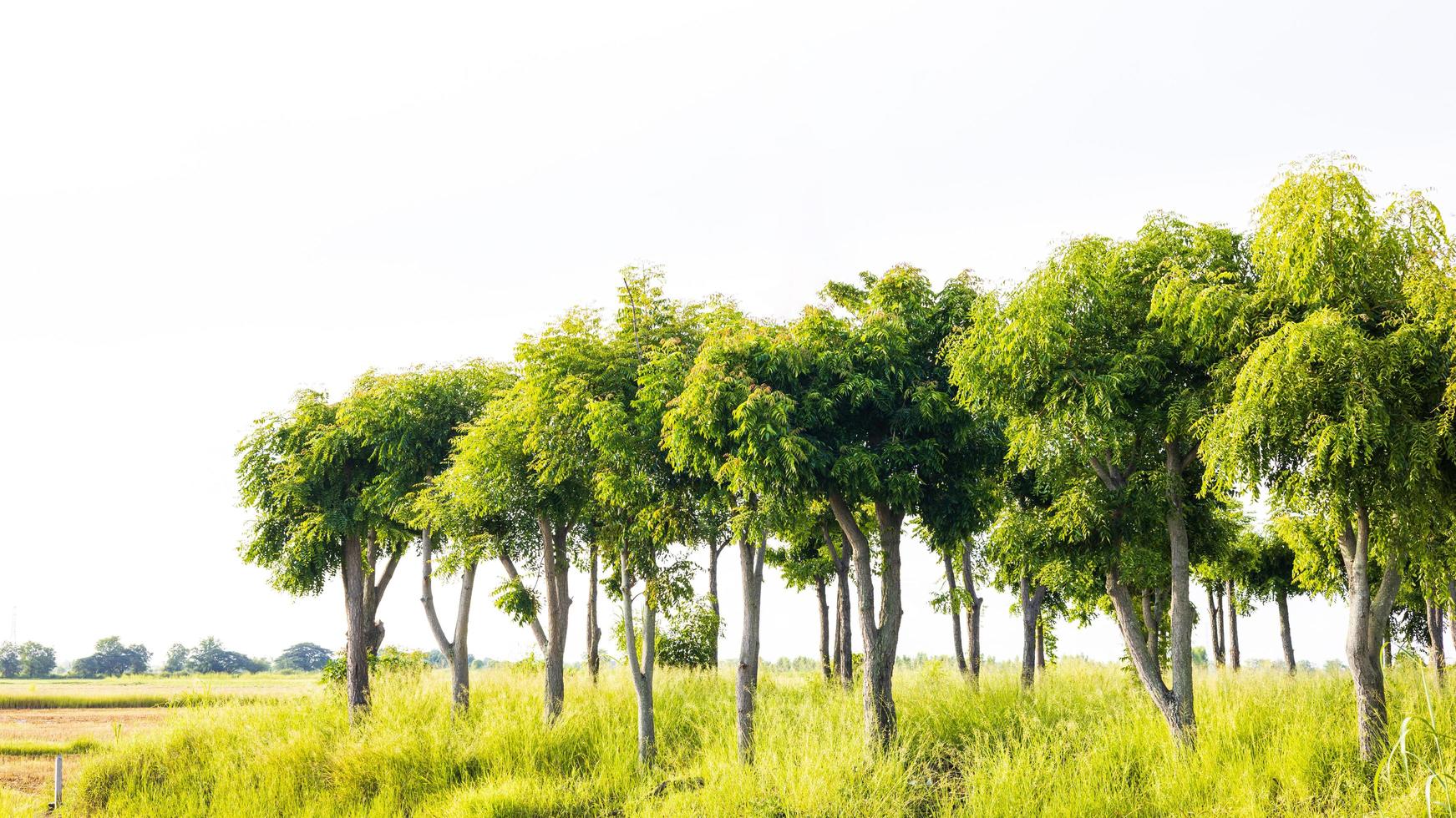 A view of its leafy trees forming green bushes lined up on a mound . photo