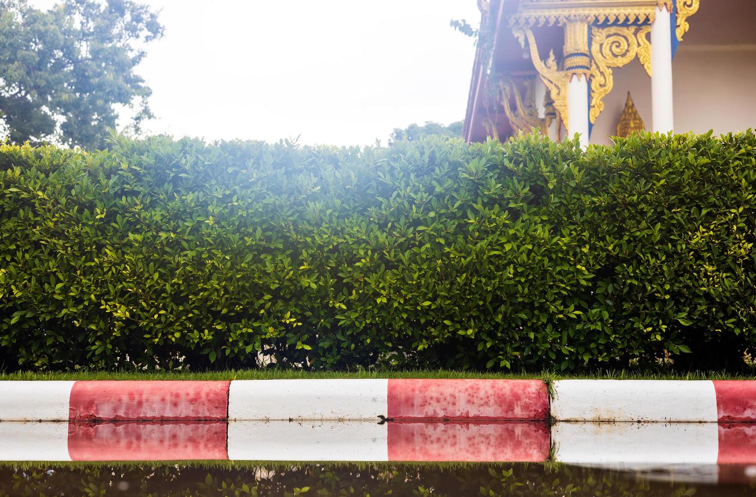 Low angle view against a backlit green wall of bushes against white and red concrete blocks. photo