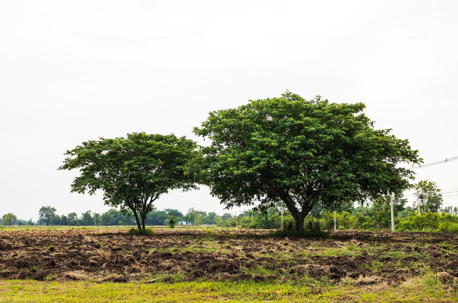 A view of a large tree growing on the tilled soil of a rice farmer. photo