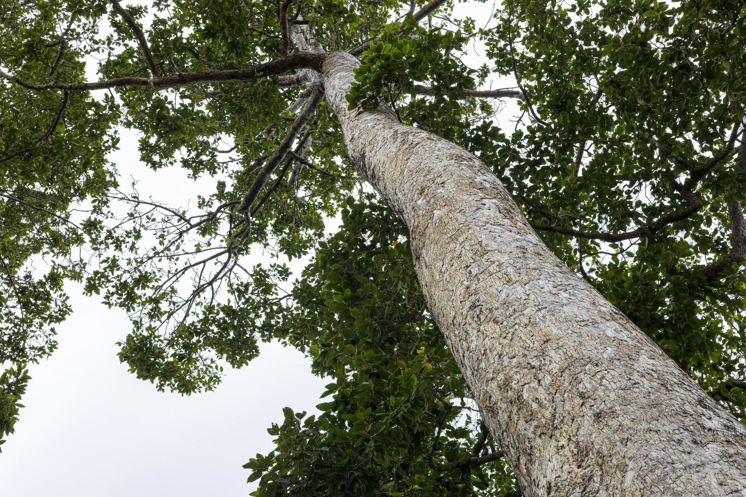 A low angle view from the base of a tree looking at the clump of green leaves. photo