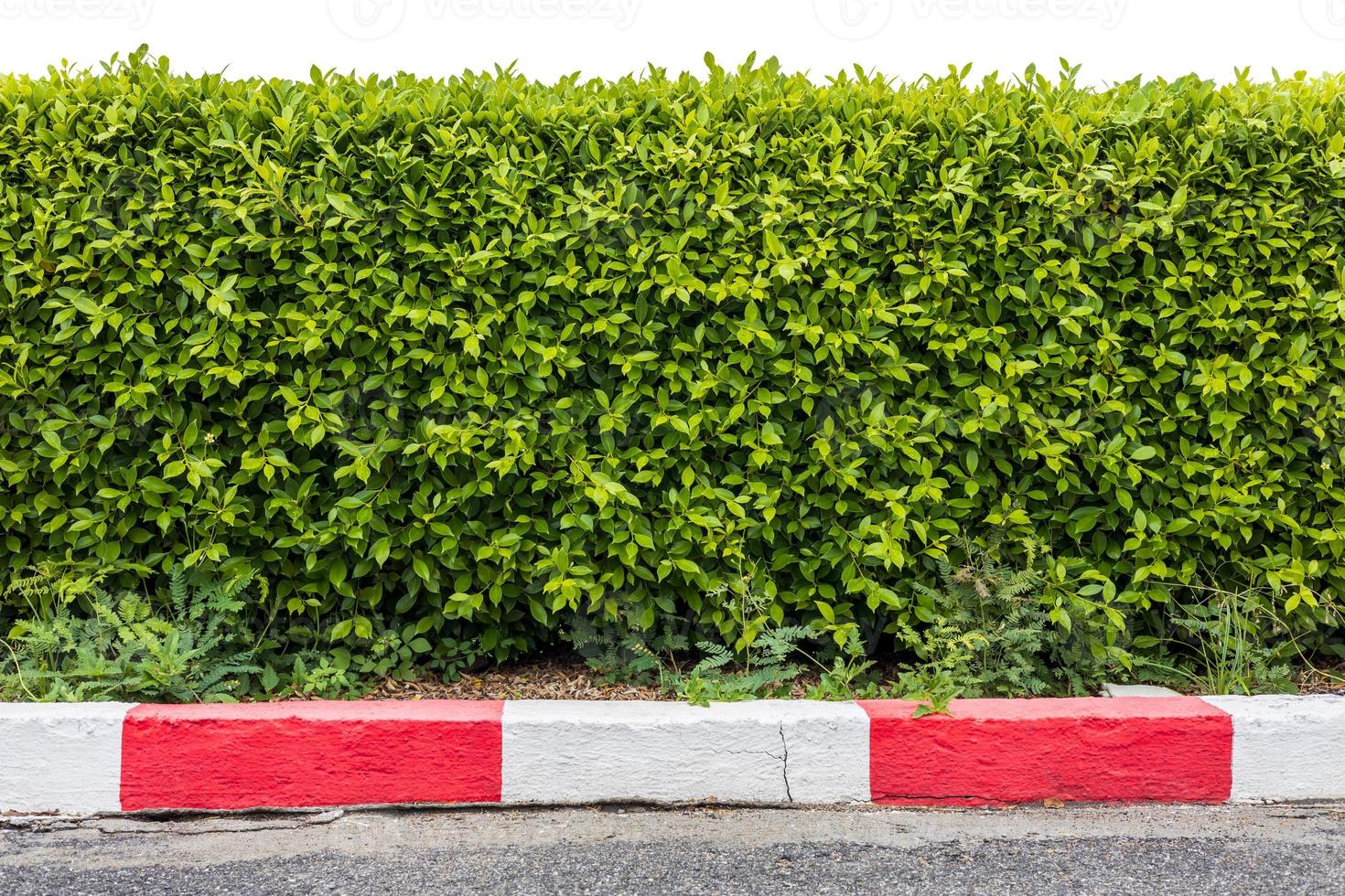 Low background isolates, walls, fences, lush green foliage thriving, trimmed on the ground in red and white concrete blocks. photo